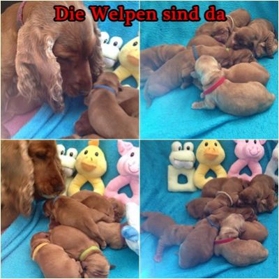 Die Welpen sind da _7