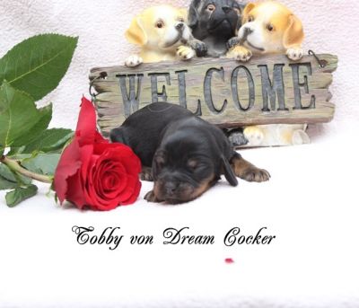 Dream Cocker Dijara A Wurf_9