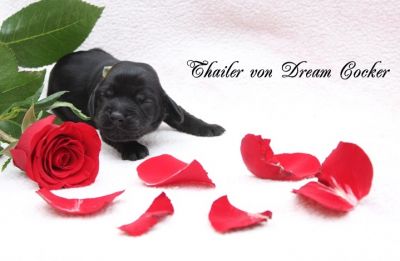 Dream Cocker Dijara A Wurf_10
