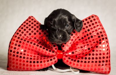 Dream Cocker Dijara A Wurf_26