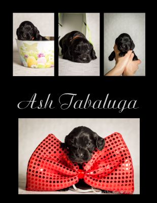 Dream Cocker Dijara A Wurf_28