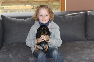 Dream Cocker Dijara A Wurf_32