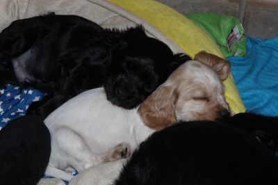 Dream Cocker Dijara A Wurf_39