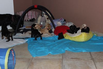 Dream Cocker Dijara A Wurf_42