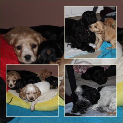 Dream Cocker Dijara A Wurf_45