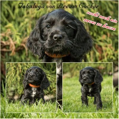 Dream Cocker Dijara A Wurf_49