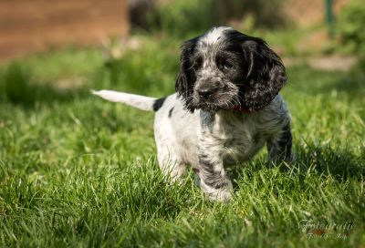 Dream Cocker Dijara A Wurf_50