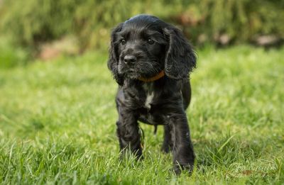 Dream Cocker Dijara A Wurf_51