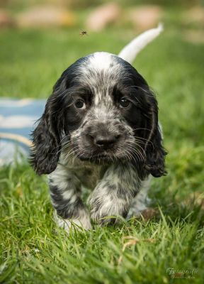 Dream Cocker Dijara A Wurf_52