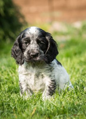 Dream Cocker Dijara A Wurf_62