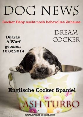 Dream Cocker Dijara A Wurf_64