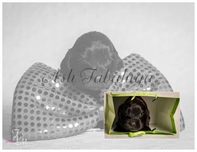 Dream Cocker Dijara A Wurf_67