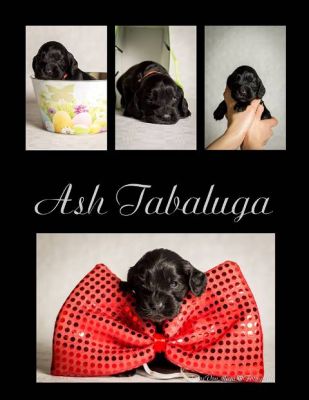 Dream Cocker Dijara A Wurf_68