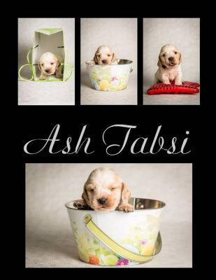 Dream Cocker Dijara A Wurf_70