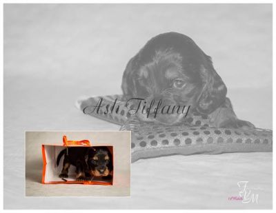 Dream Cocker Dijara A Wurf_75