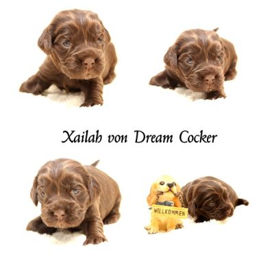 2 Wochen sind nun unsere wunderschönen Dream Cocker Ben & Asley Welpen_1