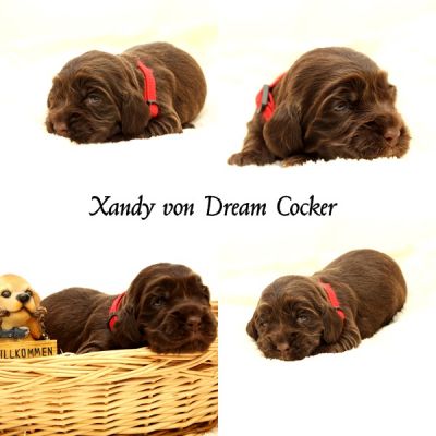 2 Wochen sind nun unsere wunderschönen Dream Cocker Ben & Asley Welpen_2