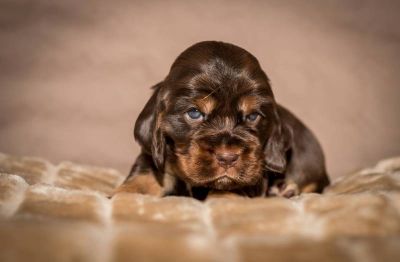 Y Littel die Herzensbrecher Coco Chanel A Wurf_7