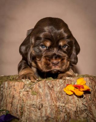Y Littel die Herzensbrecher Coco Chanel A Wurf_11