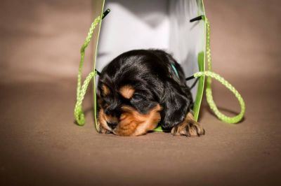 Y Littel die Herzensbrecher Coco Chanel A Wurf_57