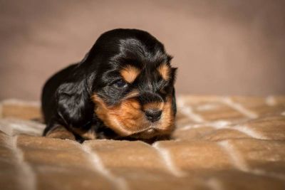 Y Littel die Herzensbrecher Coco Chanel A Wurf_61