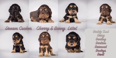 cherry B littel_1