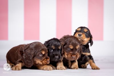 Unsere D Littel mit 5 Wochen_3