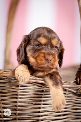 Unsere D Littel mit 5 Wochen_6