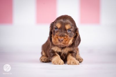 Unsere D Littel mit 5 Wochen_8