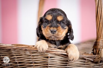 Unsere D Littel mit 5 Wochen_10