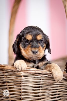 Unsere D Littel mit 5 Wochen_3