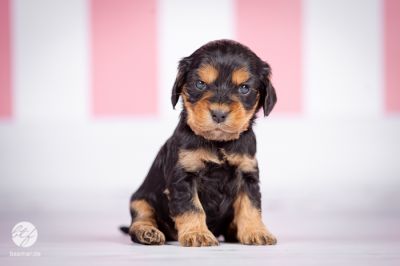 Unsere D Littel mit 5 Wochen_8