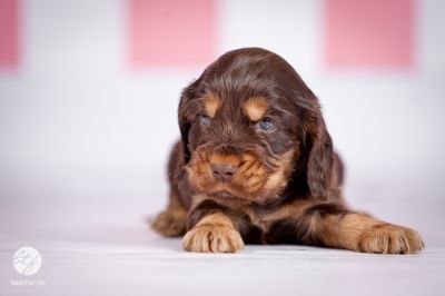 Unsere D Littel mit 5 Wochen_5