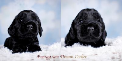 Unsere Traumhaften Welpen :-*_7