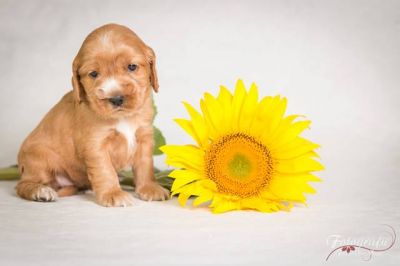 Uma von Dream Cocker_10