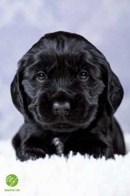 Unsere Traumhaften Welpen :-*_19