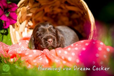 3 Wochen alt :-) unsere coco urmel Welpen_11