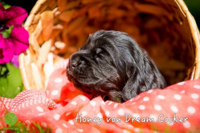 3 Wochen alt :-) unsere coco urmel Welpen_15