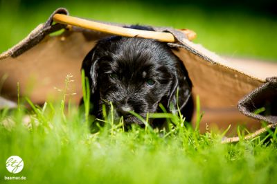 4 Wochen alt :-) unsere coco urmel Welpen_16