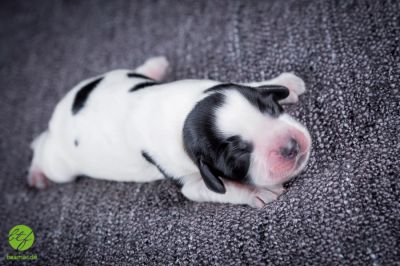 Unsere Ichen 1 tag alt _9