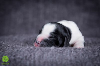 Unsere Ichen 1 tag alt _10