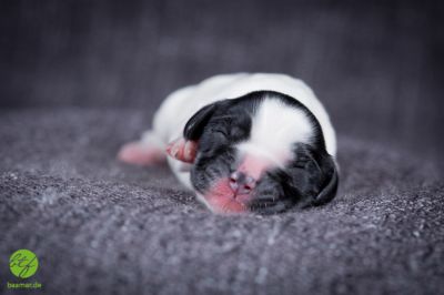 Unsere Ichen 1 tag alt _11