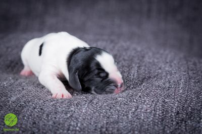 Unsere Ichen 1 tag alt _12