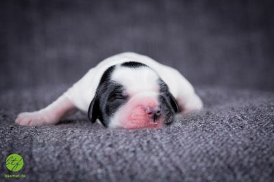 Unsere Ichen 1 tag alt _13