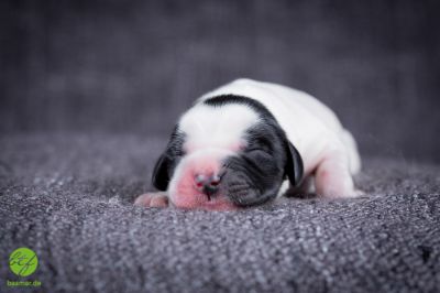 Unsere Ichen 1 tag alt _14