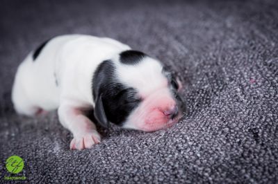 Unsere Ichen 1 tag alt _15