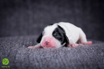 Unsere Ichen 1 tag alt _16