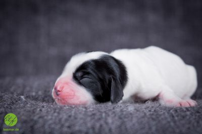 Unsere Ichen 1 tag alt _17