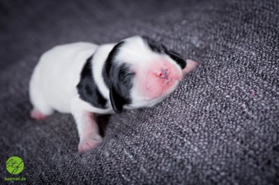 Unsere Ichen 1 tag alt _18