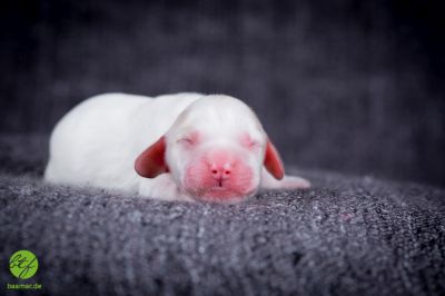 Unsere Ichen 1 tag alt _19